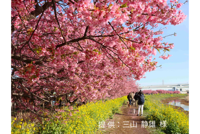 【2025年は終了】小出川の河津桜・小出川桜まつり